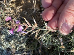Astragalus subuliformis