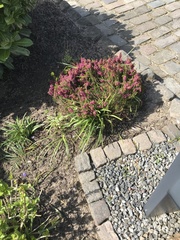 Erica carnea
