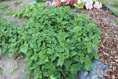 Solanum nitidibaccatum
