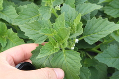 Solanum nitidibaccatum