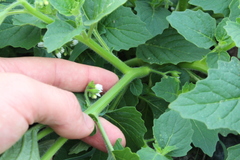 Solanum nitidibaccatum