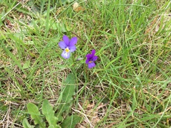 Viola tricolor tricolor