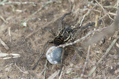 Tasmanicosa godeffroyi