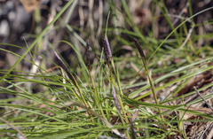 Carex pediformis macroura