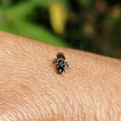 Braunsapis puangensis