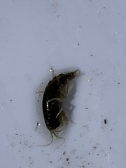 Gammarus roeselii