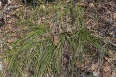 Carex pediformis macroura