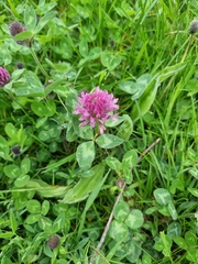 Trifolium pratense