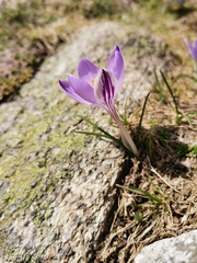 Crocus corsicus