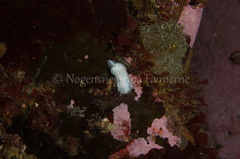 Goniodoris nodosa