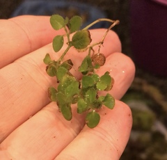 Leptostigma setulosum