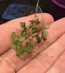 Leptostigma setulosum