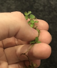 Leptostigma setulosum