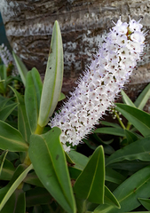Veronica dieffenbachii
