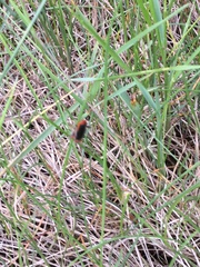 Cantharis rustica