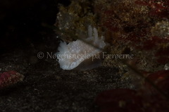 Goniodoris nodosa