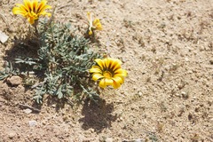 Gazania linearis