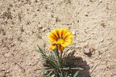 Gazania linearis