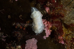 Goniodoris nodosa