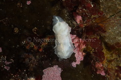 Goniodoris nodosa