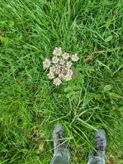 Heracleum sphondylium