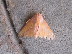 Syssphinx bisecta