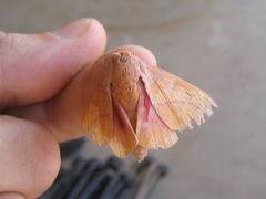 Syssphinx bisecta