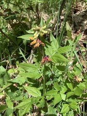 Vicia oroboides