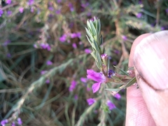 Lythrum junceum