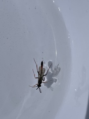 Ichneumonidae