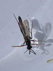 Ichneumonidae