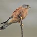 Falco rupicolus - Photo (c) Dennis Laidler,  זכויות יוצרים חלקיות (CC BY-NC), הועלה על ידי Dennis Laidler