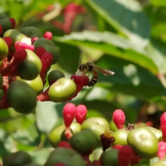 Lipotriches ceratina