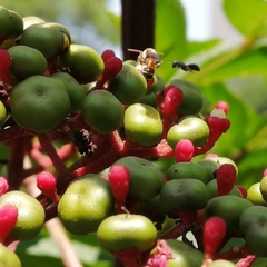 Lipotriches ceratina