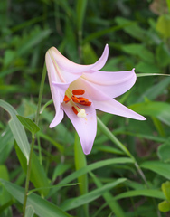 Lilium japonicum