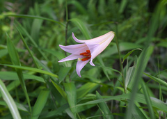 Lilium japonicum