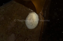 Onchidoris muricata