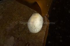 Onchidoris muricata