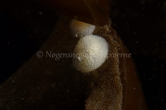 Onchidoris muricata