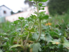 Veronica triphyllos