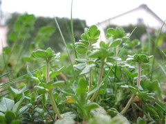 Veronica triphyllos