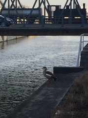 Alopochen aegyptiaca