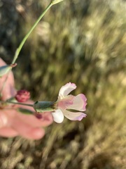 Dianthus marschallii