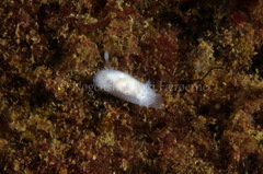 Acanthodoris pilosa