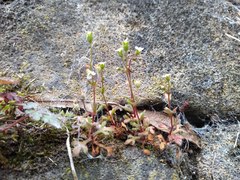 Saxifraga tridactylites