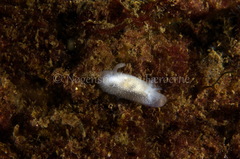 Acanthodoris pilosa