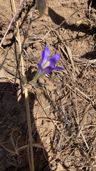 Brodiaea elegans