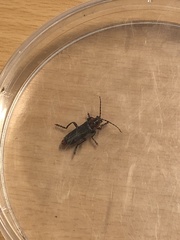 Cantharis rustica