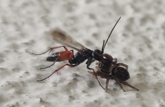 Agenioideus nubecula