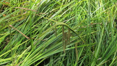Carex coriacea